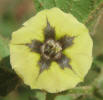 Clammy Ground-cherry, Physalis heterophylla