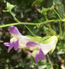 Climbing Snapdragon, Maurandella antirrhiniflora (2)