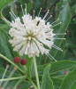 Common Button-bush, Cephalanthus occidentalis (2)