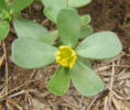 Common Purslane, Portulaca oleracea (1)