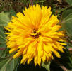 Common Sunflower, Helianthus annuus, double