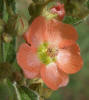 Copper Mallow, Sphaeralcea angustifolia