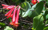 Coral Honeysuckle, Lonicera sempervirens (2)