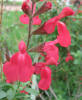 Coral Sage, Salvia greggii (7)