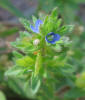 Corn Speedwell, Veronica arvensis (1)