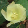 Cotton, Gossypium hirsutum (18)