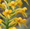 Crested Fringed Orchid, Platanthera cristata, Hill (2)