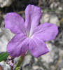 Cuban Petunia, Ruellia simplex (2)