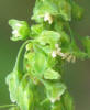 Curly Dock, Rumex crispus (5)