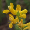 Curve-pod Fumewort, Corydalis curvisiliqua, A (1)