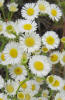 Daisy Fleabane, Erigeron strigosus (1)