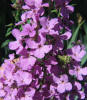 Dame's Rocket, Hesperis matronalis (2)