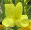 Diamond Petal Primrose, Oenothera rhombipetala, CA (1)