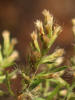 Dogfennel, Eupatorium capillifolium, VZ (1)