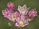 Drummond Wild Onion, Allium drummondii, P (8)