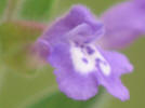 Drummond's Skullcap, Scutellaria drummondii (1)