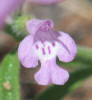 Drummonds False Pennyroyal, Hedeoma drummondii (11)