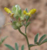 Dwarf Dalea, Dalea nana (3)