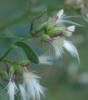 Eastern Baccharis, Baccharis halimifolia, VZ (4)