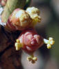 Erect Ephedra, Ephedra antisyphilitica (8)