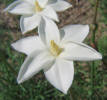 Evening Rain Lily, Cooperia drummondii (9)