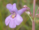 Fendler's Beardtongue, Penstemon fendleri (4)