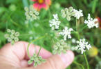 Field Hedge Parsley, Torilis arvensis