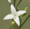 Fine-leaf_Bluets_Hedyotis_nigricans_B (4)