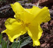 Flutter-Mill, Oenothera macrocarpa