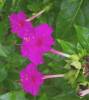 Four-o'clock, Mirabilis jalapa (1)