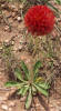 Fragrant Gaillardia, Gaillardia suavis (5)