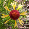 Fragrant Gaillardia, Gaillardia suavis (6)