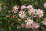 Fragrant Mimosa, Mimosa borealis