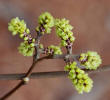 Fragrant Sumac, Rhus aromatica, Hill