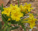 Fringed Puccoon, Lithospermum incisum (4)