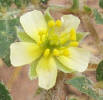 Goathead, Tribulus terrestris (2)