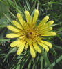 Goatsbeard, Tragopogon dubius