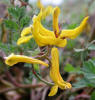 Golden Corydalis, Corydalis aurea