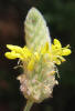 Golden Dalea, Dalea aurea (6)