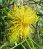 Golden-ball Lead-tree, Leucaena retusa (2)