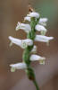 Grass-leaf Ladies'-tresses, Spiranthes praecox, Hill