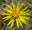 Gray Golden-aster, Heterotheca canescens (8)