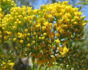 Gumhead, Gymnosperma glutinosum (5)