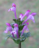 Henbit, Lamium amplexicaule (2)