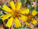 Huisache Daisy, Amblyolepis setigera (1)