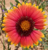 Indian Blanket, Gaillardia pulchella (5)