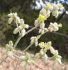 Irion County Buckwheat, Eriogonum nealleyi (2)