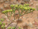 James' Nailwort, Paronychia jamesii (4)