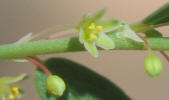 Knotweed Leafflower, Phyllanthus polygonoides (5)