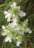 Lacy Germander, Teucrium laciniatum (1)